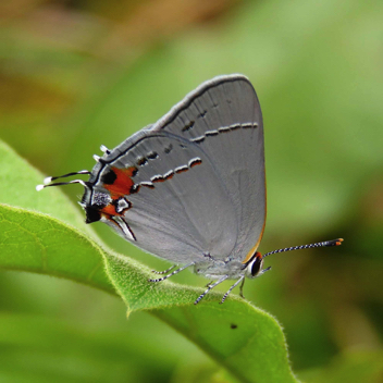 Gray Hairstreak